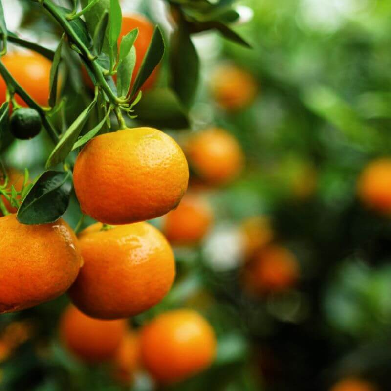 Inspiration Olfactive Mandarine Solaire nišiniai kvepalai 50 ml Inspiration Olfactive Mandarine Solaire nišiniai kvepalai 50 ml